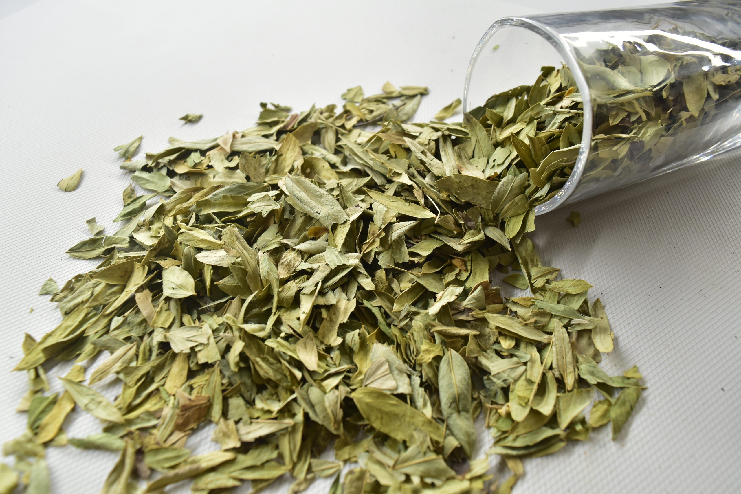 Senna Extract bulk exporter India