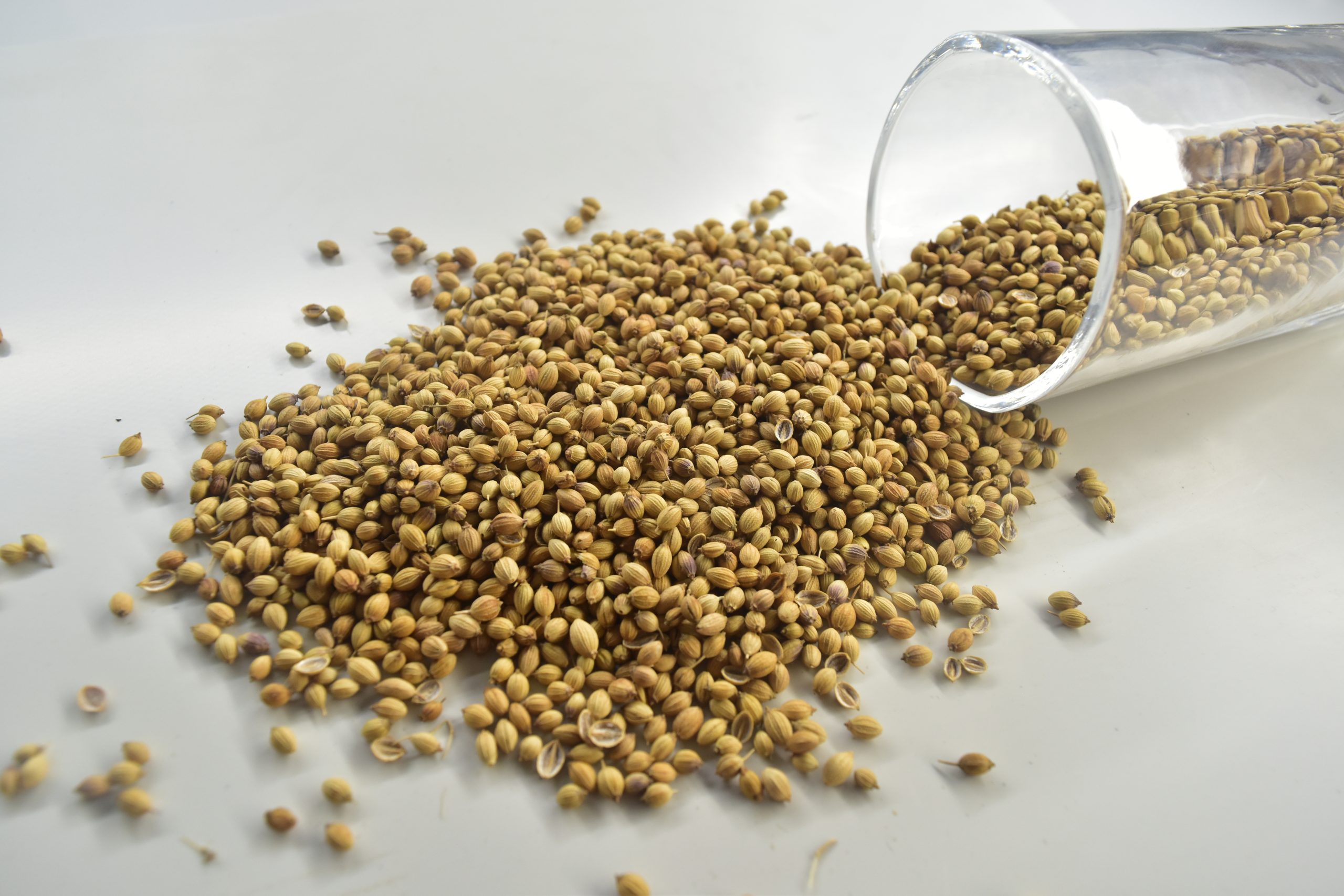 Coriander Seeds export grade from India