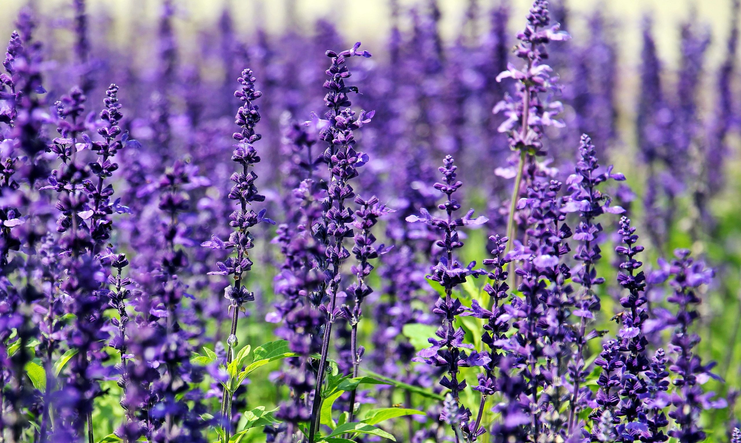 Lavender bulk exporter India