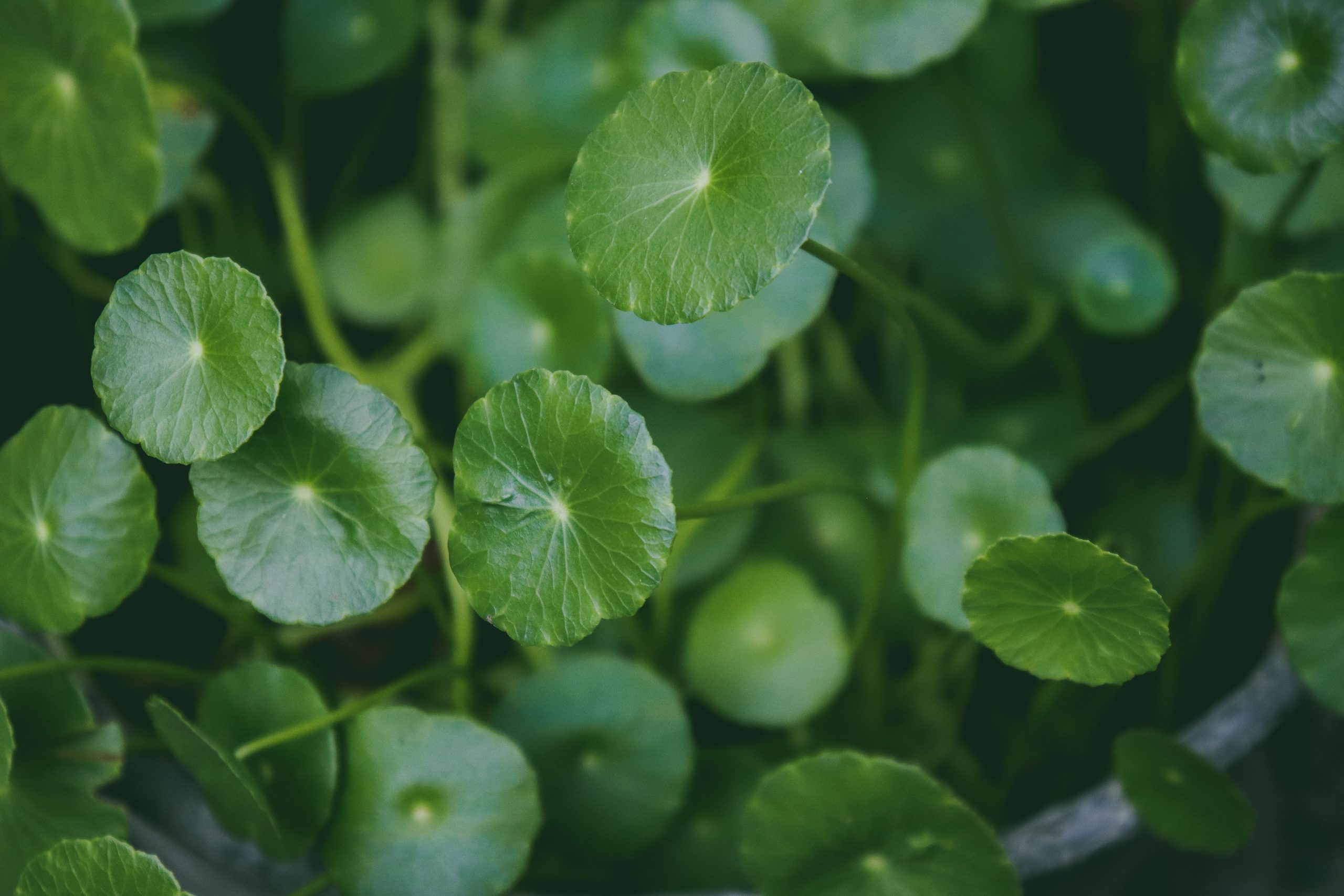 Gotu Kola bulk exporter India