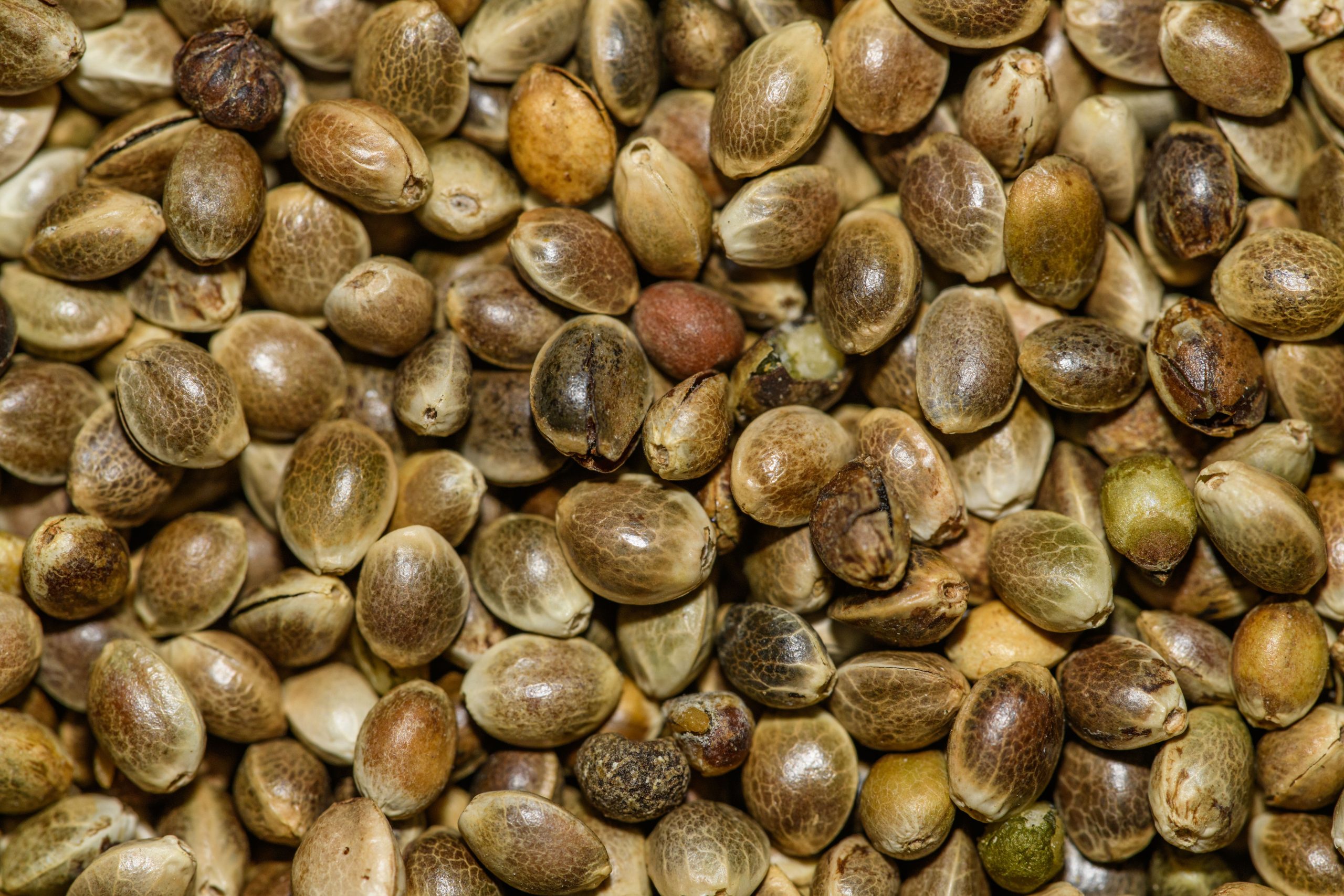 Hemp Seed bulk exporter India