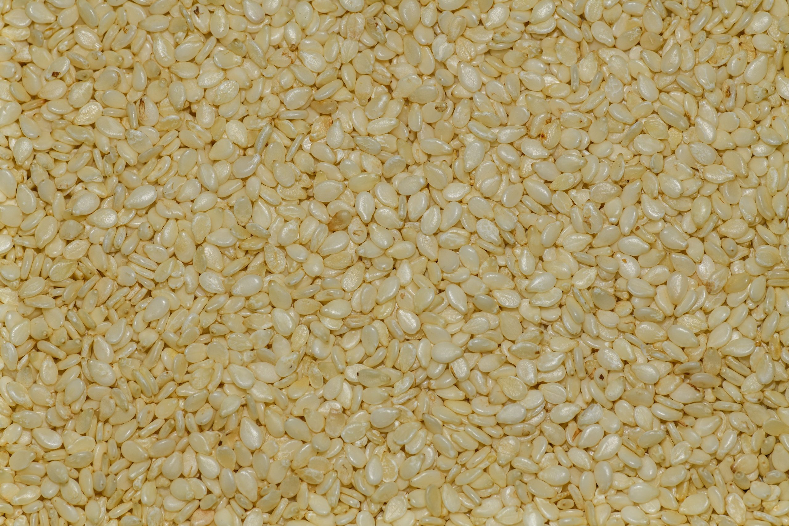 Sesame Seeds bulk exporter India