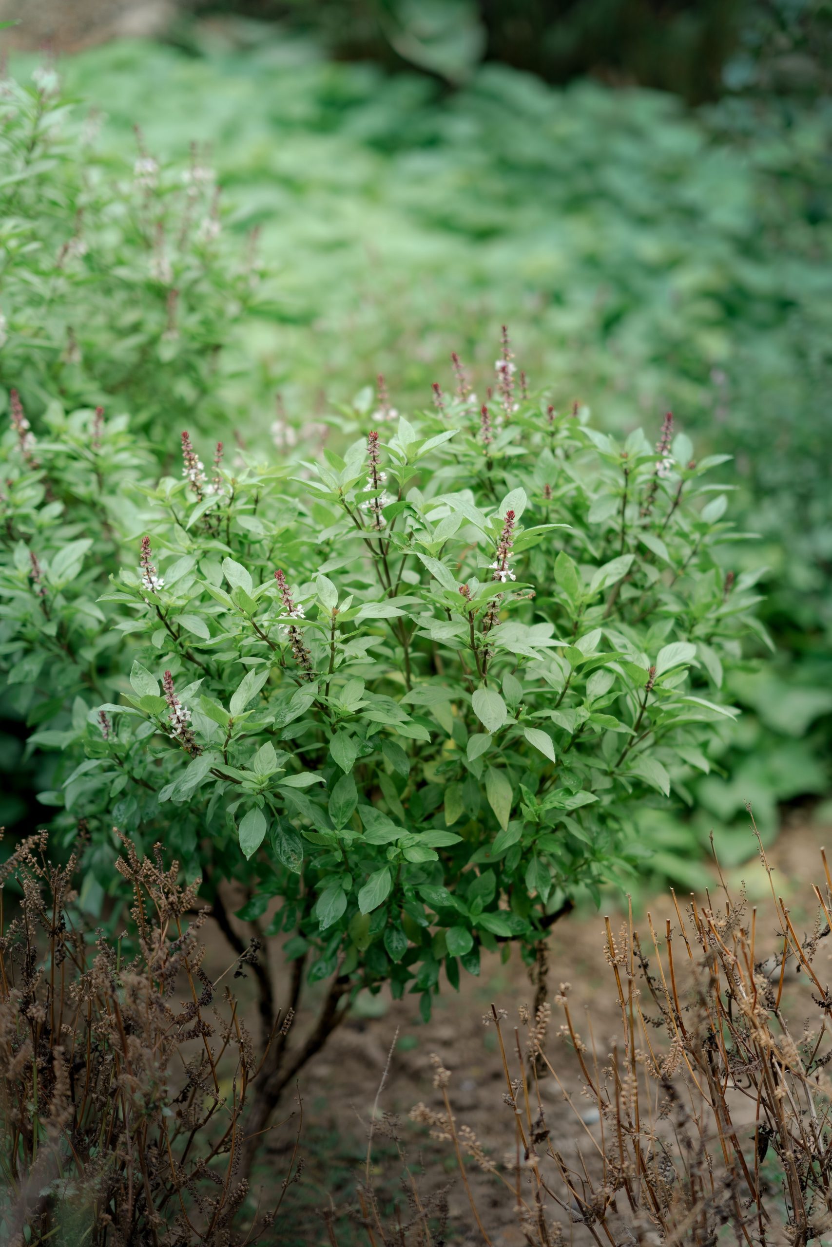 Tulsi bulk exporter India