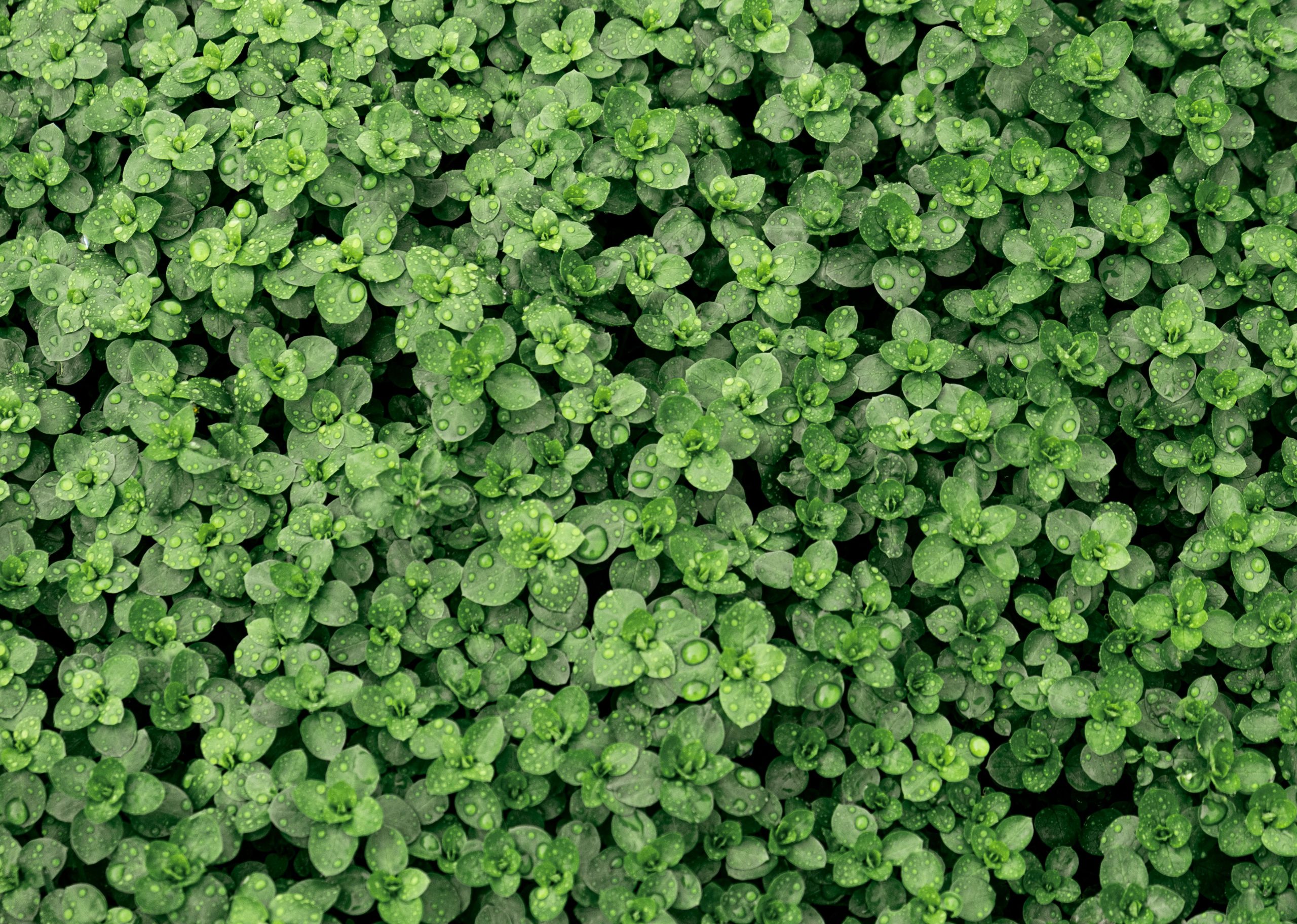 Brahmi bulk exporter India