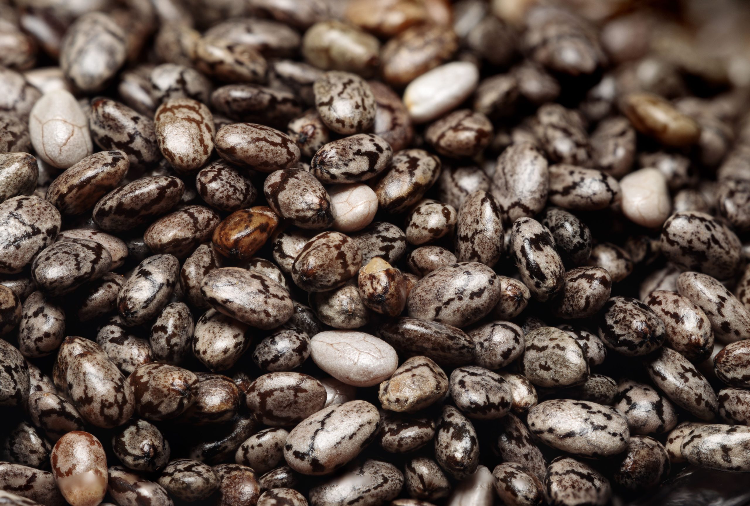 Castor Seeds bulk exporter India
