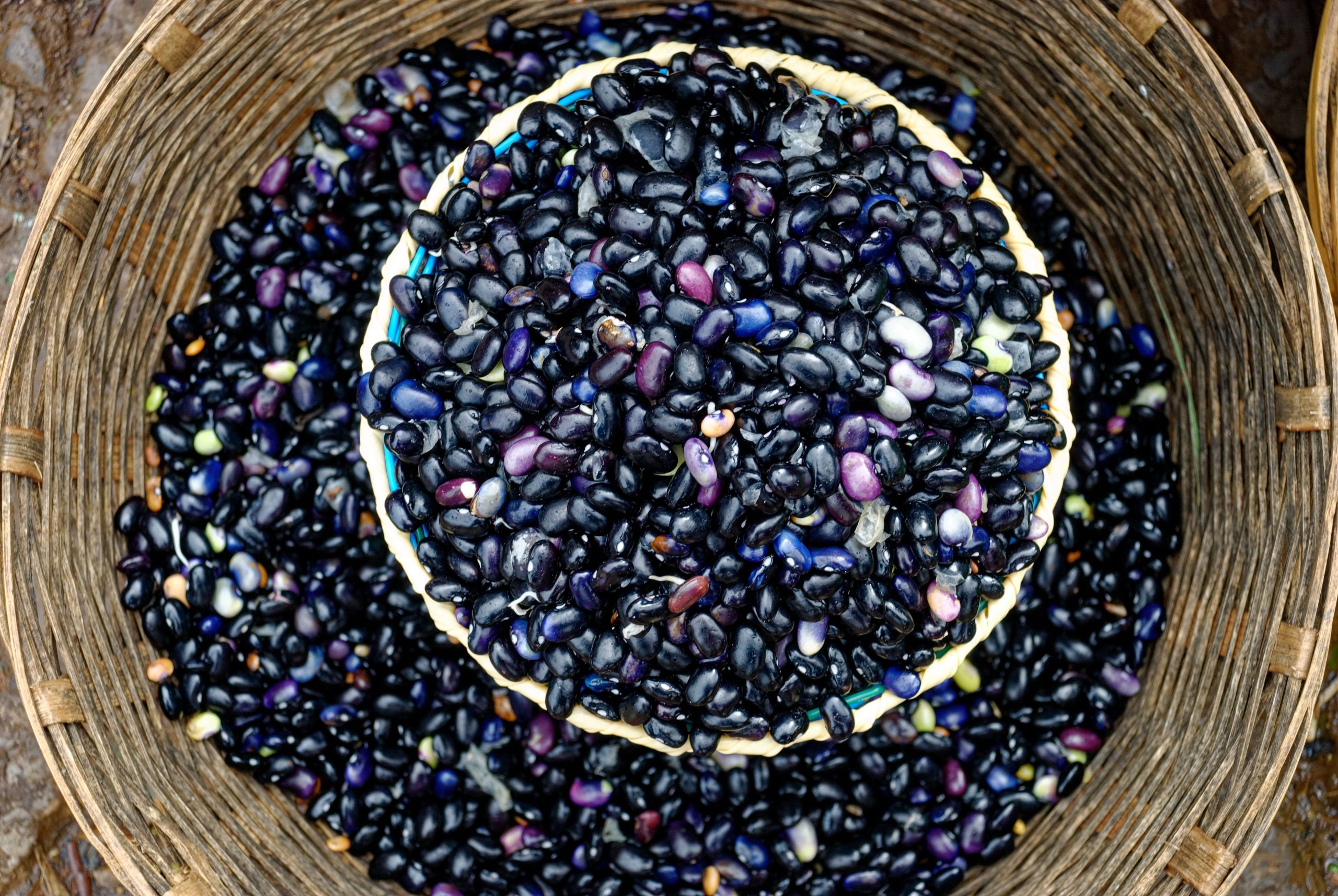 Mucuna bulk exporter India