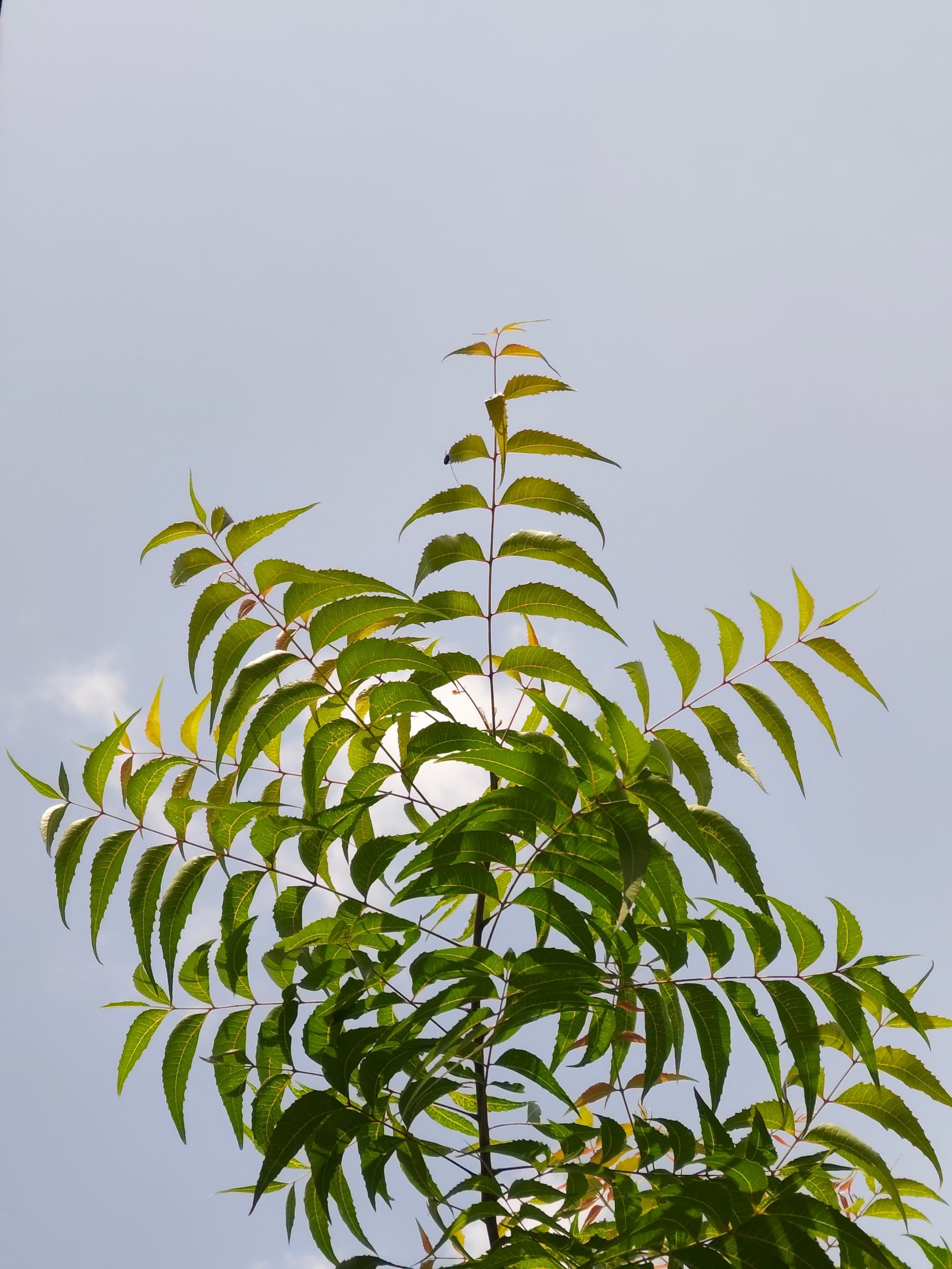 Neem bulk exporter India