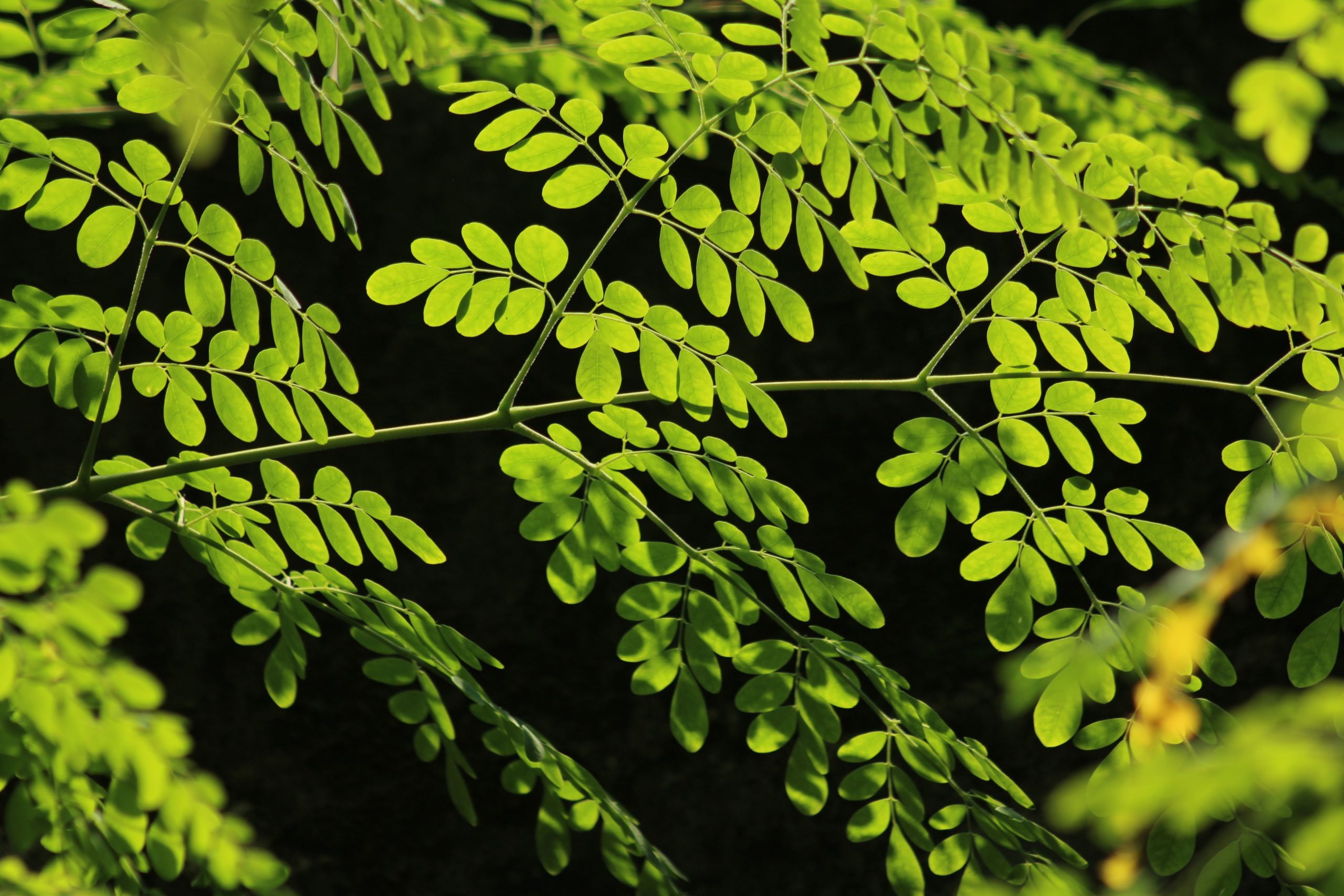 Moringa bulk exporter India
