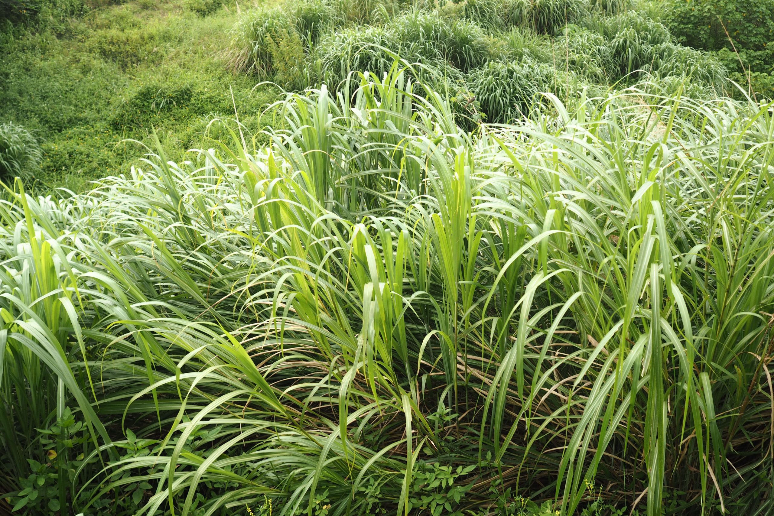 Lemongrass bulk exporter India