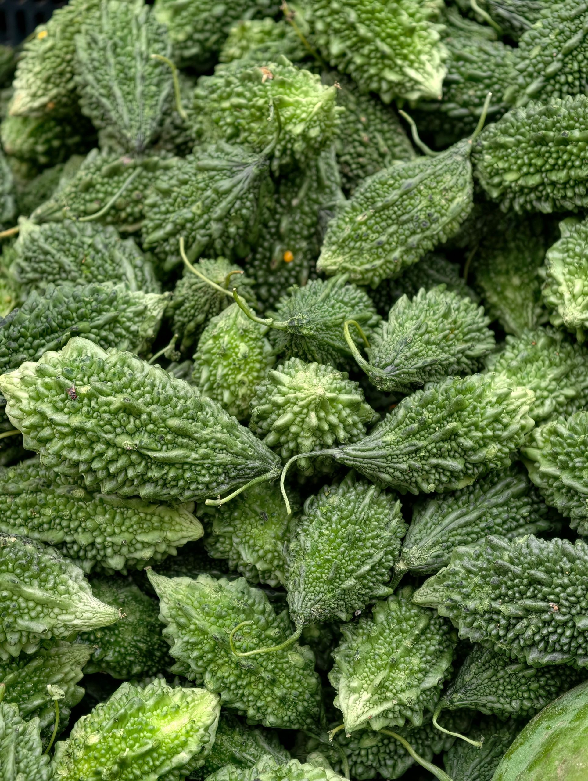 Bitter Melon bulk exporter India