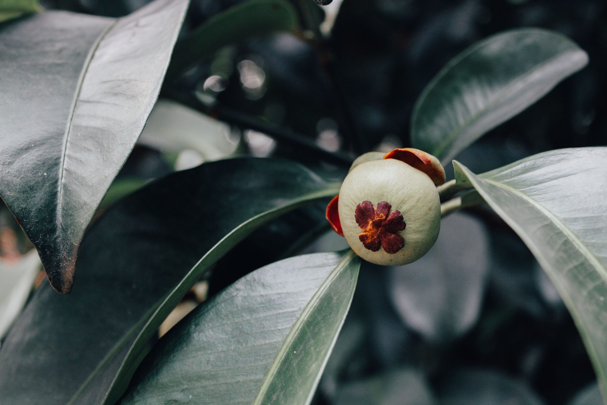 Garcinia bulk exporter India