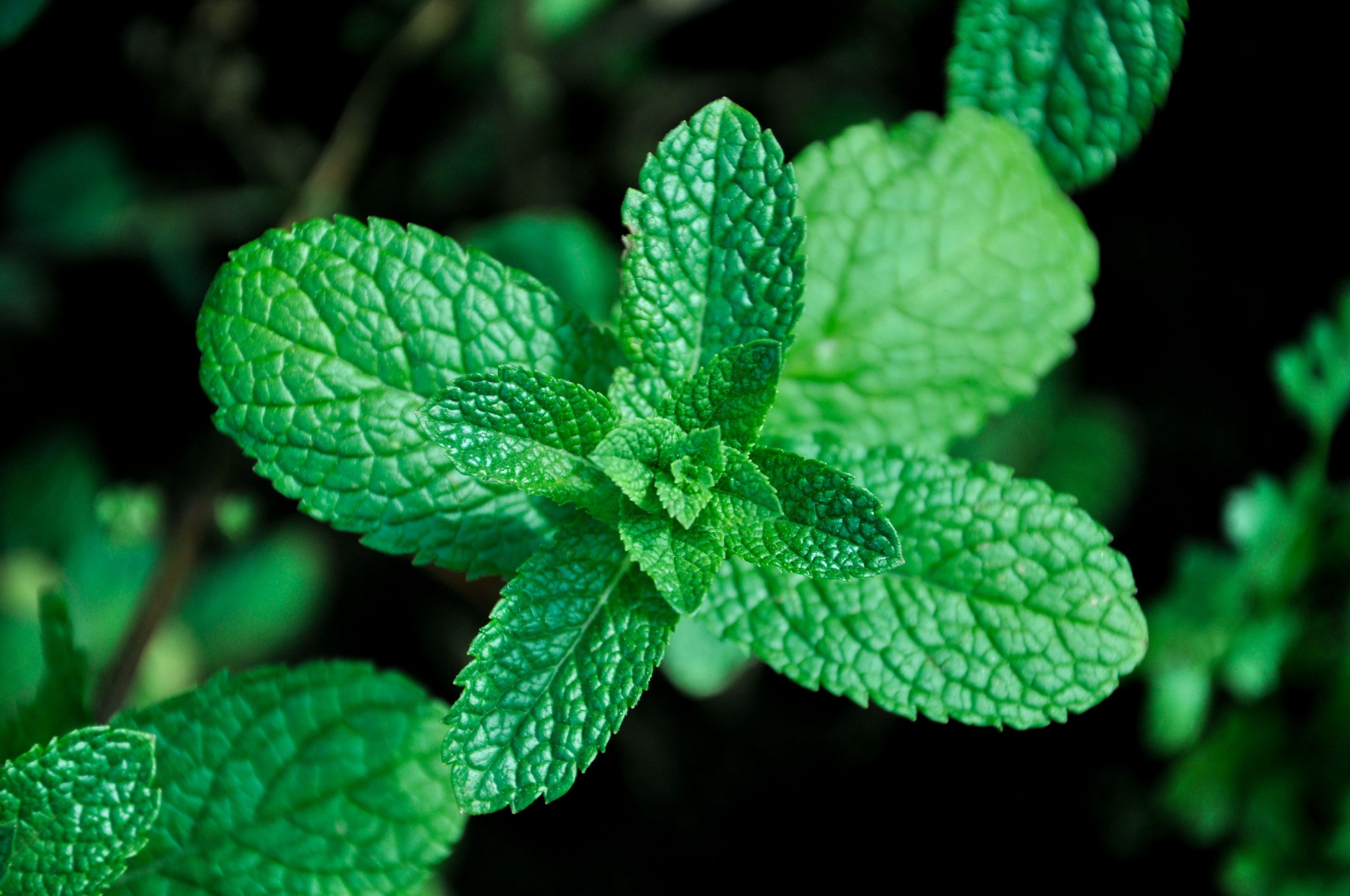 Peppermint bulk exporter India