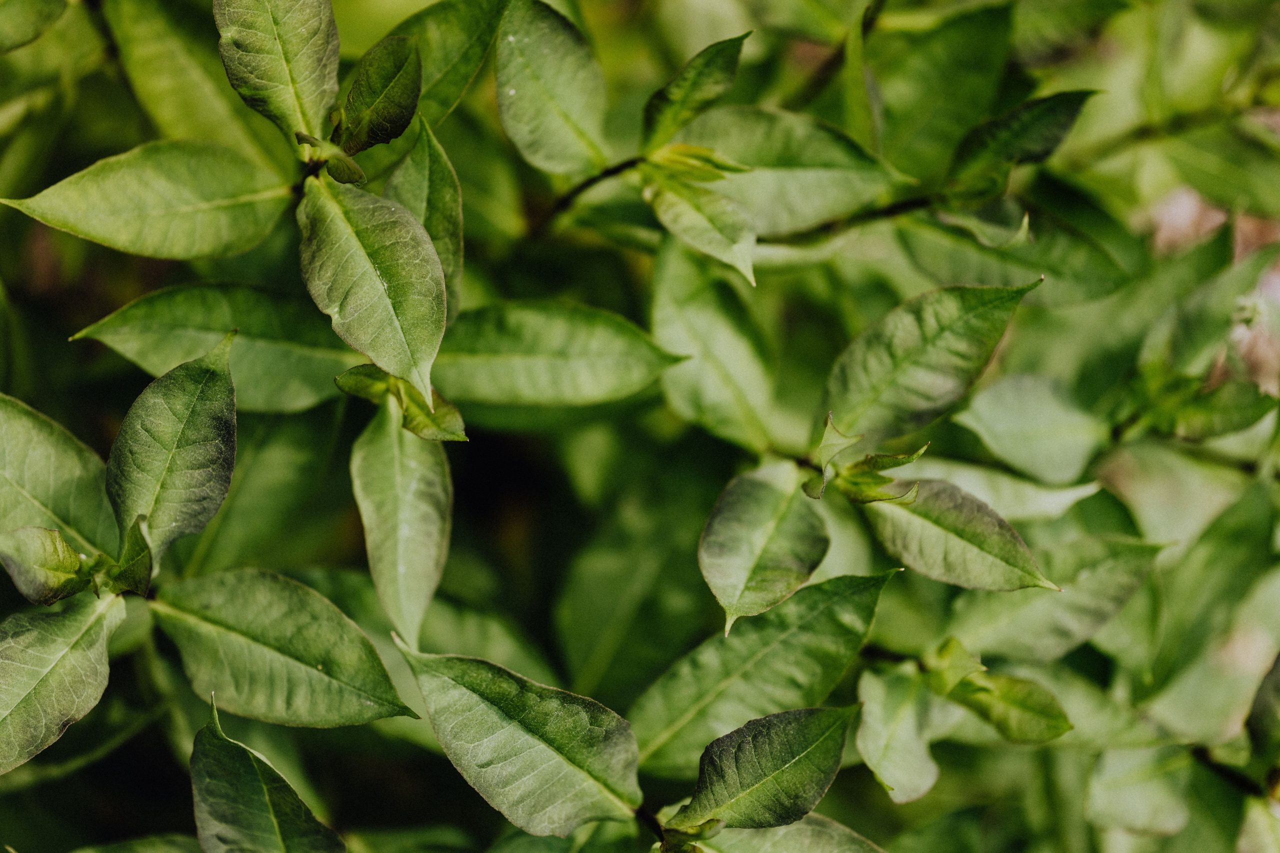 Andrographis bulk exporter India